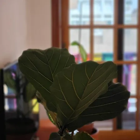 Bed & Breakfast Casa Compartida San Francisco